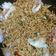 Cooksnap dari Dhani Putu Kusuma untuk resep Mie goreng pedas