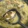 Cooksnap dari Dian Dulari untuk resep Ikan tongkol bumbu kuning ala RM padang
