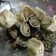 Cooksnap dari Mita Maghfira untuk resep Dimsum roll ayam rumput laut