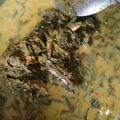 Cooksnap dari Dian Dulari untuk resep Gulai Daun Singkong Teri&Tahu