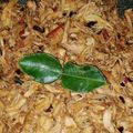 Cooksnap dari Ummu Salma untuk resep Ayam suwir pedas daun jeruk