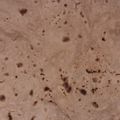 Fatima Rais's cooksnap of when they made Chapati in my style.