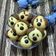 Cooksnap dari Endah untuk resep Doggie cookies