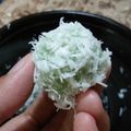 Cooksnap dari Ditha Albaasitha untuk resep Klepon