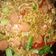 Cooksnap dari Bundane Bela untuk resep Mie Goreng Spesial Saos Tiram