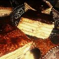 صورة من Marah Sari، شاركها بعد تجربة وصفة كيكة النسكافيه البارده