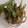 Cooksnap dari Dwi Prasetyawati untuk resep Thai Pandan Chicken (Ayam Goreng Pandan ala Thai)