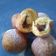 Cooksnap dari Ny.Robeth untuk resep Donat kentang lembut anti gagal + tips