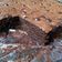 Cooksnap dari Irna Megha untuk resep Fudgy Shiny Brownies