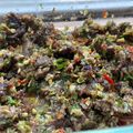 Cooksnap dari ekitchen untuk resep Dendeng Balado Suwir