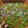 Cooksnap dari DiniUno untuk resep Sop Janda (Sop Iga)