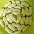 Cooksnap dari Pencari resep untuk resep Kue kering ulat daun tanpa oven 3 bahan buat lebaran