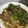 Cooksnap dari Winda Sylvia untuk resep Pesmol Ikan Nila