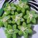 Cooksnap dari Novi Kurnitasari untuk resep Bolu Kukus Singkong