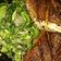 Cooksnap dari Indri Budhy untuk resep Bawal Goreng Sambal Ceurik