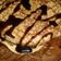 Cooksnap dari Ratna Hamidzy II untuk resep Dorayaki