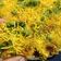 Neepa Shah's cooksnap of when they made સેવપુરી (Sevpuri Recipe in Gujarati).