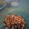 Cooksnap dari n nurullaily untuk resep Pop Corn Caramel