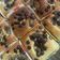 Cooksnap dari Nadhella Putry untuk resep Bolu Pisang Panggang