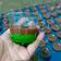 Cooksnap dari Puji Hartatik untuk resep Puding lumut cup