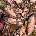 Cooksnap dari Pami Kusuma untuk resep Tumis cumi tinta hitam // Oseng cumi // Tumis balakutak