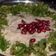  Chef Richa pathak. का कुकस्नैप जब उन्होंने खीरे का रायता(kheere ka raita recipe in hindi) बनाया था।