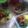 Cooksnap dari Eva Lindasari untuk resep Mie Ayam Solo