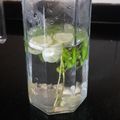 Cooksnap από Ratna Lalwani στη συνταγή Detox water 🩵🩵🩵 με αγγούρι, τζίντζερ κ.α. 🥒🍋🫚🌿