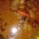 Cooksnap dari anjani Priatin untuk resep Gulai Paha Ayam