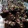 Cooksnap dari Harii Yono untuk resep Brownis kukus simple no mixer no oven