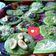 Cooksnap dari Geby untuk resep Kue cubit