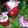 isabel maloum's cooksnap of when they made Milchreis mit Erdbeeren.