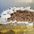Mrázné Trudi Cooksnap-ja, amikor elkészítette a(z) Tejszínes gesztenyetorta receptet.