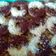 Cooksnap dari Ribka Veronika Tatengkeng untuk resep Donat Empuk Tanpa Telur