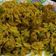 Sapna Gupta का कुकस्नैप जब उन्होंने केसरिया भात (kesariya bhat recipe in Hindi) बनाया था।