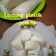 Cooksnap dari Yuni Kurniasih, untuk resep Lontong Plastik (metode 5.30.7)