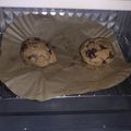 Cooksnap dari Mayna Tizash untuk resep Chocolate Chip NYC Soft Cookies