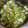 Bina Samir Telivala's cooksnap of when they made Cucumber Peanuts Summer Salad - Khaman Kakdi Farali Kachumber.