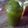 Cooksnap dari CiNny Wyt0 untuk resep Selai pandan homemade