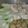 Cooksnap dari Dapoer Mbak Yul untuk resep 82. Pangsit Rebus/Goreng ikan tenggiri