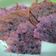 Cooksnap dari Inach untuk resep Leker teflon ungu buah naga (crepes buah naga)