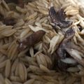 Cooksnap από MissPiggyE στη συνταγή Κριθαρότο με μανιτάρια