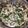 Farheen Begam's cooksnap of when they made சிறுகீரை பொரியல்.