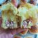 Cooksnap dari Lisa Lie untuk resep Bluder Poolish Recipe by Moucup