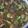 Aoung Kunkung's cooksnap of when they made แกงเขียวหวานไก่.