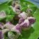 Cooksnap dari Etik Dwi Rahayu untuk resep Anti Gagal,Bolu Kukus Mekar Cantik By.Uli's Kitchen