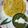 Ziya Ali's cooksnap of when they made Saag.
