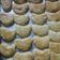 Cooksnap dari Siti Hartutik untuk resep Kue kacang renyah