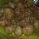 Cooksnap dari Sartikabella Suhadi untuk resep Cilok bumbu kacang