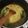 Cooksnap fyzahanny semasa beliau membuat Labu Kuning Masak Lemak.